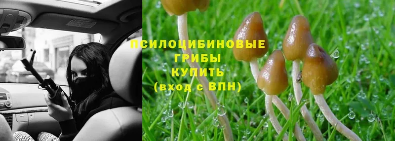 Галлюциногенные грибы MAGIC MUSHROOMS  блэк спрут сайт  Черногорск  купить  